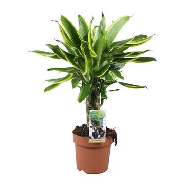 Dracaena 'Golden Coast Carousel'