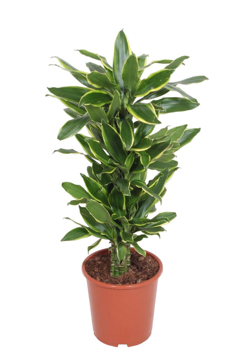 Dracaena 'Golden Coast'