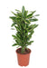 Dracaena 'Golden Coast'