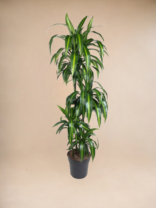 Dracaena Hawaiiana - 140 Cm - Ø24