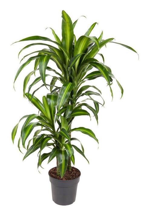 Dracaena 'Hawaiiana'