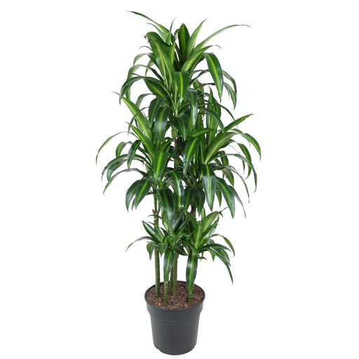 Dracaena Hawaiiana Karusell - 150 Cm - Ø31