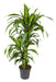 Dracaena 'Hawaiiana'