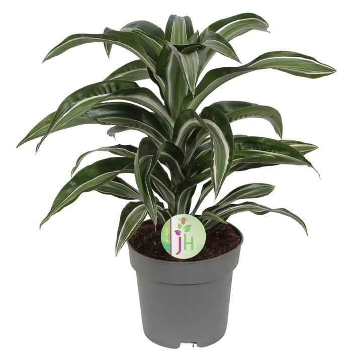 Dracaena 'Jade Jewel'