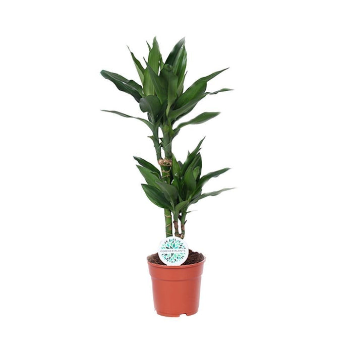 Dracaena 'Janet Lind'