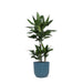 Dracaena Janet Lind Og Potten Hennes