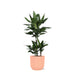 Dracaena Janet Lind Og Potten Hennes