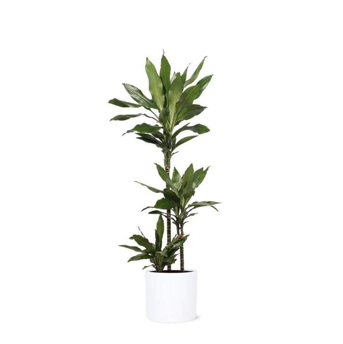 Dracaena Janet Lind Og Potten Hennes