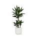 Dracaena Janet Lind Og Potten Hennes