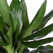 Dracaena Janet Lind Og Potten Hennes