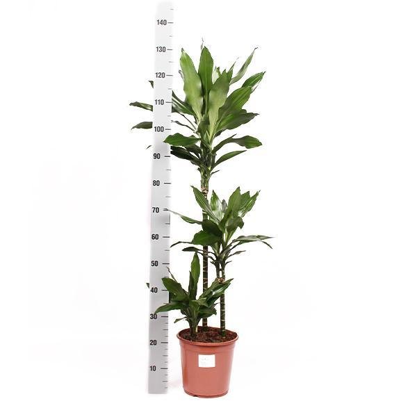 Dracaena Janet Lind Og Potten Hennes