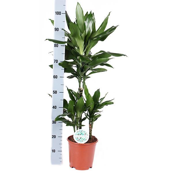 Dracaena Janet Lind Og Potten Hennes