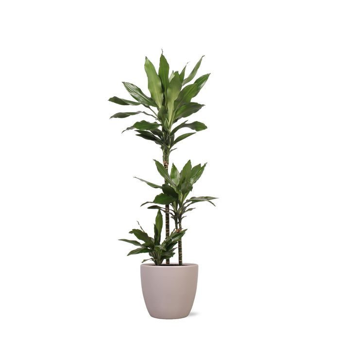 Dracaena Janet Lind Og Potten Hennes