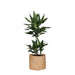 Dracaena Janet Lind Og Potten Hennes