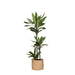 Dracaena Janet Lind Og Potten Hennes