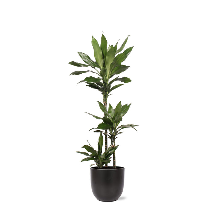 Dracaena Janet Lind Og Potten Hennes