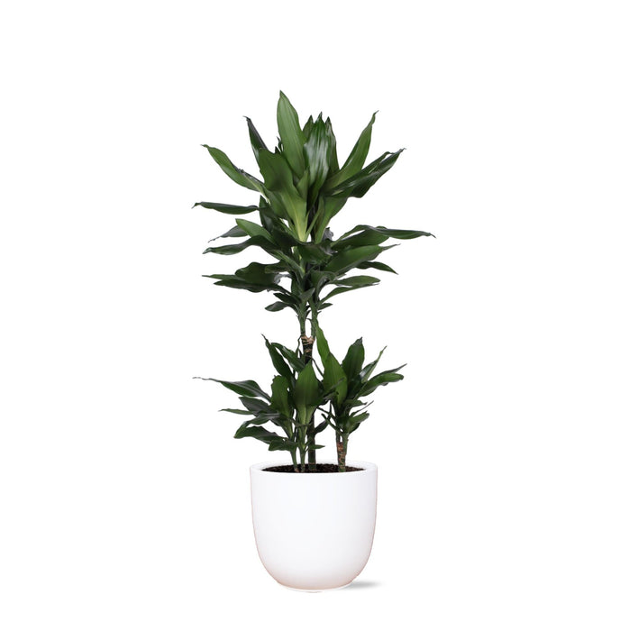 Dracaena Janet Lind Og Potten Hennes