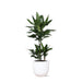 Dracaena Janet Lind Og Potten Hennes