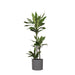 Dracaena Janet Lind Og Potten Hennes