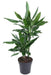 Dracaena 'Janet Lind'