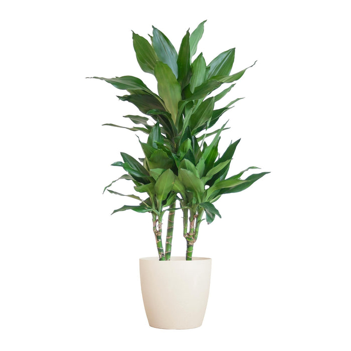 Dracaena Janet Lindt Og Dens Gryte