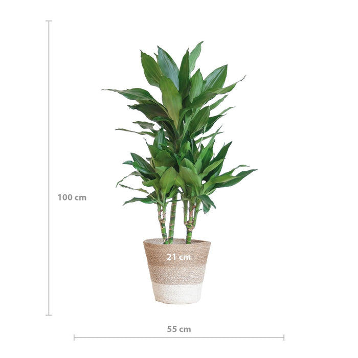 Dracaena Janet Lindt Og Dens Gryte