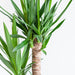 Dracaena Janet Lindt Og Dens Gryte