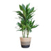 Dracaena Janet Lindt Og Dens Gryte