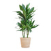 Dracaena Janet Lindt Og Dens Gryte