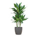 Dracaena Janet Lindt Og Dens Gryte