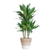 Dracaena Janet Lindt Og Dens Gryte