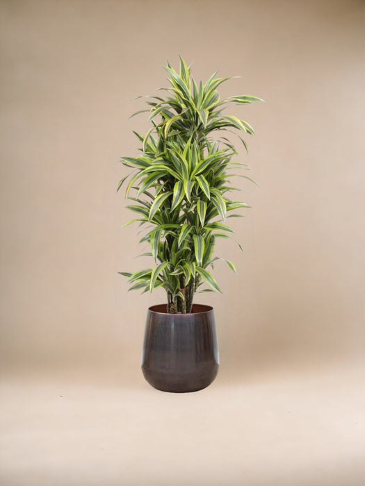 Dracaena Sitronlime