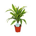 Dracaena 'Lemon Lime'