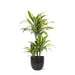 Dracaena Sitronlime Og Potten