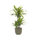 Dracaena Sitronlime Og Potten