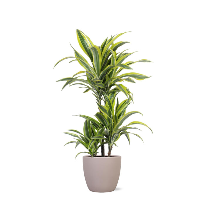 Dracaena Sitronlime Og Potten