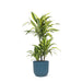 Dracaena Sitronlime Og Potten