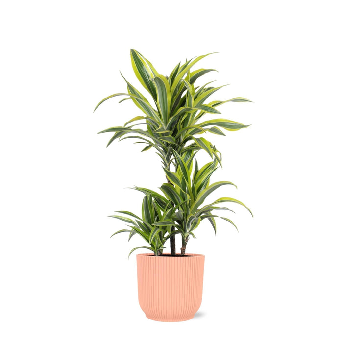 Dracaena Sitronlime Og Potten