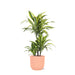 Dracaena Sitronlime Og Potten