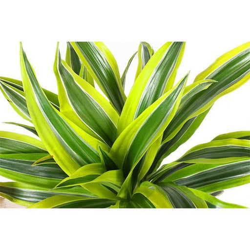 Dracaena Sitronlime Og Potten