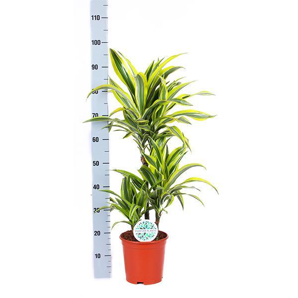 Dracaena Sitronlime Og Potten