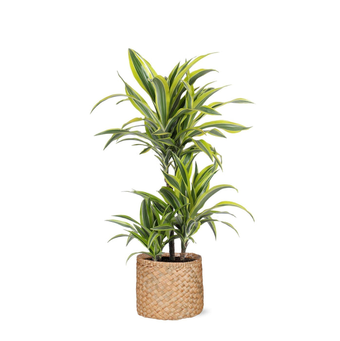 Dracaena Sitronlime Og Potten