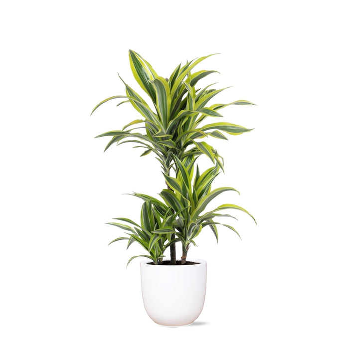 Dracaena Sitronlime Og Potten