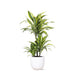 Dracaena Sitronlime Og Potten