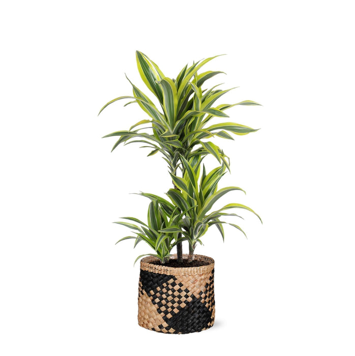 Dracaena Sitronlime Og Potten