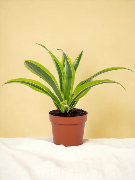 Dracaena Sitronlime