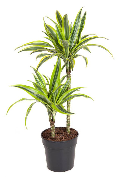 Dracaena 'Lemon Lime'