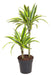 Dracaena 'Lemon Lime'