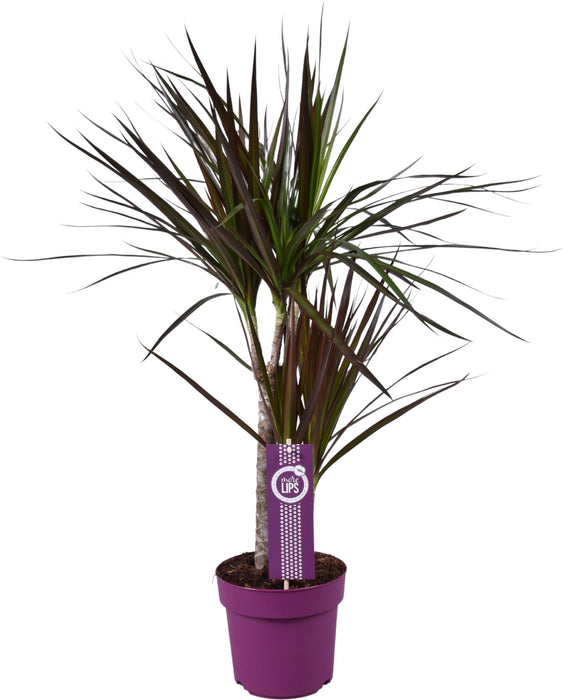 Dracaena Magenta