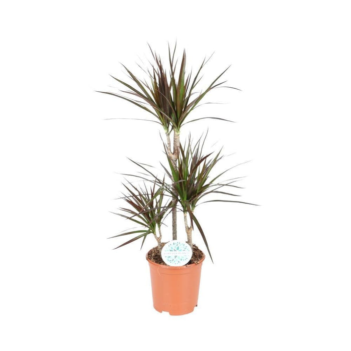 Dracaena Magenta